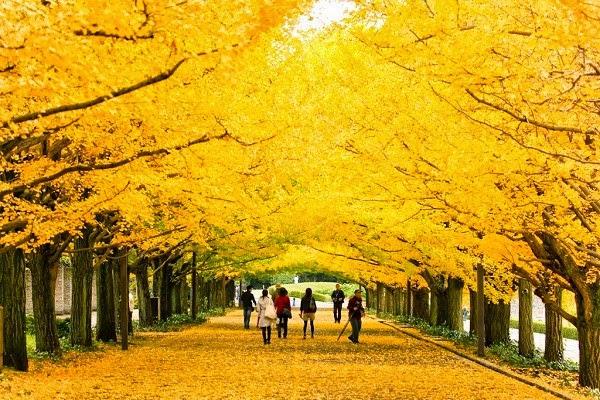 Tại sao cây rẻ quạt Nhật Bản được xem là biểu tượng của Thủ đô Tokyo?